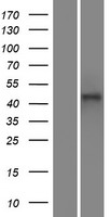 PH domain containing family G member 7 (PLEKHG7) Human Over-expression Lysates NM_001004330