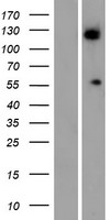 ALG11 Human Over-expression Lysates NM_001004127