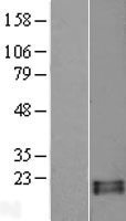 ls440163 rnase13 human over expression lysates nm 001012264 wb testing 1