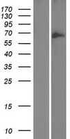 GOLGA8B Human Over-expression Lysates NM_001023567
