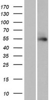 ls440307 ttll13p human over expression lysates nm 001029964 wb testing 1