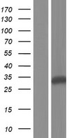 ls440387 ctrb2 human over expression lysates nm 001025200 wb testing 1