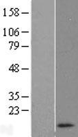 ls440400 rnasek human over expression lysates nm 001004333 wb testing 1