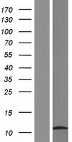 ls440498 hsbp1l1 human over expression lysates nm 001136180 wb testing 1