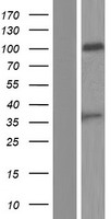 ls440533 psg8 human over expression lysates nm 001130168 wb testing 2