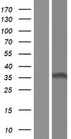 ls440563 hnrnpcl2 human over expression lysates nm 001136561 wb testing 1
