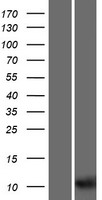 UQCRHL Human Over-expression Lysates NM_001089591