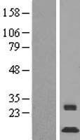 ls440574 c1orf151 minos1 human over expression lysates nm 001032363 wb testing 1