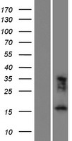 FAM183A Human Over-expression Lysates NM_001101376