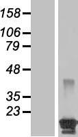 ls440603 bcl2l15 human over expression lysates nm 001010922 wb testing 1