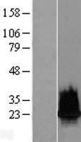ls440689 h2bc18 human over expression lysates nm 001024599 wb testing 1