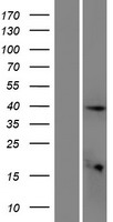 ETV3L Human Over-expression Lysates NM_001004341
