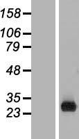 ls440712 rhex human over expression lysates nm 001007544 wb testing 1