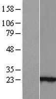 ls440757 linc00851 human over expression lysates nm 001004344 wb testing 1