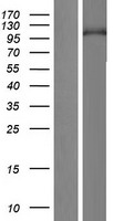 PIWIL3 Human Over-expression Lysates NM_001008496