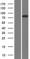 Calpain 14 (CAPN14) Human Over-expression Lysates NM_001145122