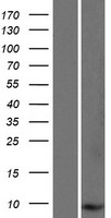 C3orf78 (SMIM4) Human Over-expression Lysates NM_001124767