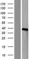 MTHFD2 (MTHFD2L) Human Over-expression Lysates NM_001144978