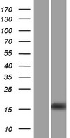 ls441161 ooep human over expression lysates nm 001080507 wb testing 1