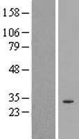 ls441273 spdye2 human over expression lysates nm 001031618 wb testing 1