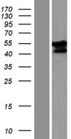 ls441314 fam90a13p human over expression lysates nm 001164456 wb testing 1