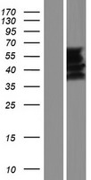 FAM90A5P Human Over-expression Lysates NM_001164455