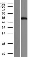 ls441317 fam90a7p human over expression lysates nm 001136572 wb testing 1