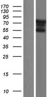 ls441324 fam90a8p human over expression lysates nm 001164450 wb testing 1
