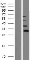 ls441327 fam90a9p human over expression lysates nm 001164448 wb testing 1
