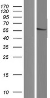FAM90A10P Human Over-expression Lysates NM_001164447