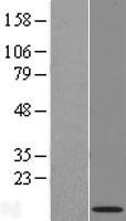 ls441478 nrarp human over expression lysates nm 001004354 wb testing 1