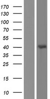 ls441509 glra4 human over expression lysates nm 001172285 wb testing 1