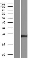 ls441520 ct45a4 human over expression lysates nm 001017436 wb testing 1