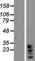 ls441521 ct45a5 human over expression lysates nm 001007551 wb testing 1