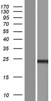 ls441521 ct45a5 human over expression lysates nm 001172288 wb testing 2