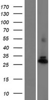 ls441531 pgam4 human over expression lysates nm 001029891 wb testing 1