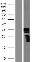 ls441581 frg2b human over expression lysates nm 001080998 wb testing 1