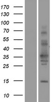 ls441631 tspan11 human over expression lysates nm 001080509 wb testing 1