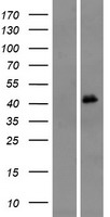 ls441670 or4m1 human over expression lysates nm 001005500 wb testing 1