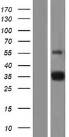 ls441864 tarm1 human over expression lysates nm 001135686 wb testing 1
