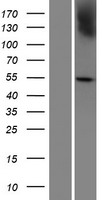 PRAMEF7 Human Over-expression Lysates NM_001012277