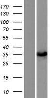 ls442038 sult1c3 human over expression lysates nm 001008743 wb testing 1