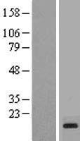 PRY (PRY2) Human Over-expression Lysates NM_001002758