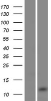 BPY2 (BPY2C) Human Over-expression Lysates NM_001002761