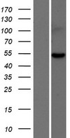 ARHGEF35 Human Over-expression Lysates NM_001003702
