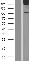 AKAP2 Human Over-expression Lysates NM_001004065