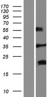 ls448831 frg2 human over expression lysates nm 001005217 wb testing 1