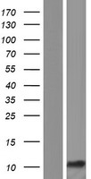 LCE6A Human Over-expression Lysates NM_001128600