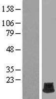 ls474381 histone h2a bbd h2afb2 human over expression lysates nm 001017991 wb testing 1