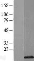 Histone H2A Bbd (H2AFB1) Human Over-expression Lysates NM_001017990